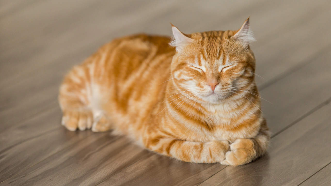 Waarom zijn sommige katten oranje?